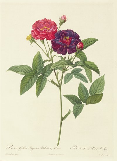 Rosa Gallica Purpurea Velutina, Parva von Pierre Joseph Redouté